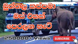 Elephant Attack in Bus Sri Lanka - Buttala (Yala) 2021