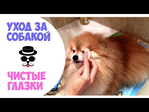 Как очистить глаза собаке.Уход за Шпицем