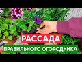 РАССАДА - какая должна быть! Обзор рассады петуний, лобелий, эустомы, георгин, гелиотропа и др.