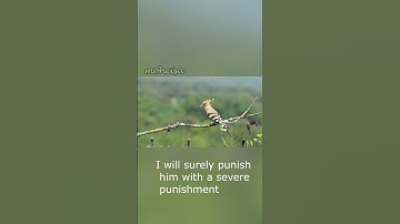 سورة النمل اية 20/21/22.