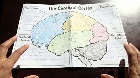 Big Brain Foldable for Interactive Notebooks or Binders by Tangstar Science