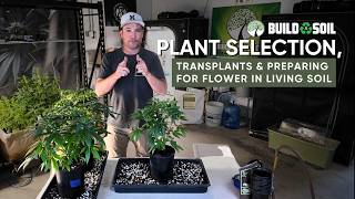 BuildASoil: 2x4 Grow Tent Season 3 // Week 10 Transplant, Living Soil Containers & Final Run Setup
