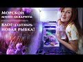 Море 30л влог: Новая рыбка! Снова про добавки. Фито и зоо планктон.