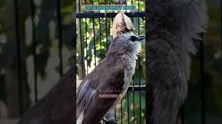 Trucukan Pikat Ribut shorts