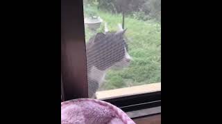 A sad cat singing original video | sound effect for meme