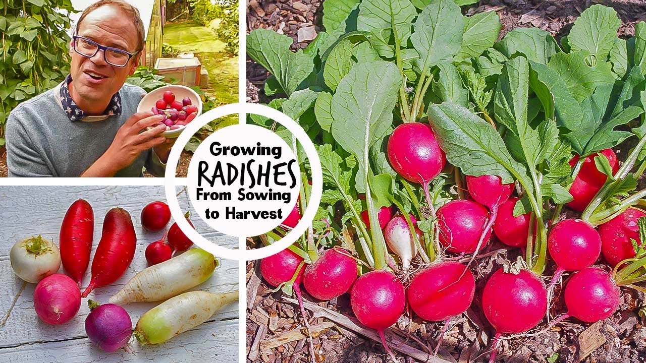 How Should You Plant Radishes?  