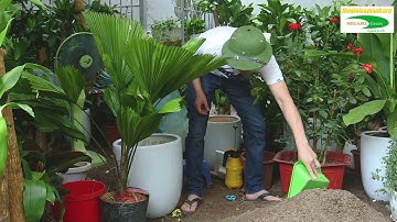 Cách trồng và chăm sóc cây Cọ Nhật đúng cách xanh tốt, hợp phong thủy