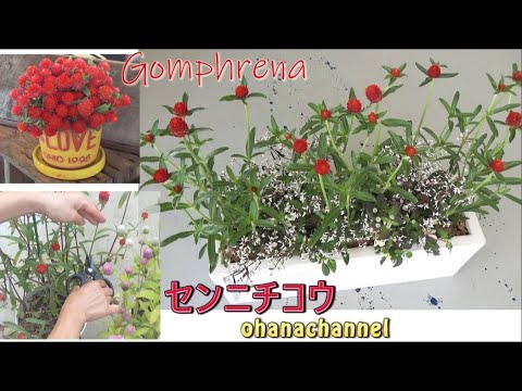 千日紅 育て方と寄せ植え How To Plant Grow Gomphrena Youtube