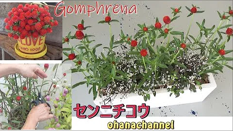 千日红🍓育て方と寄せ植え🌱How to Plant & grow Gomphrena ❕ - 天天要闻