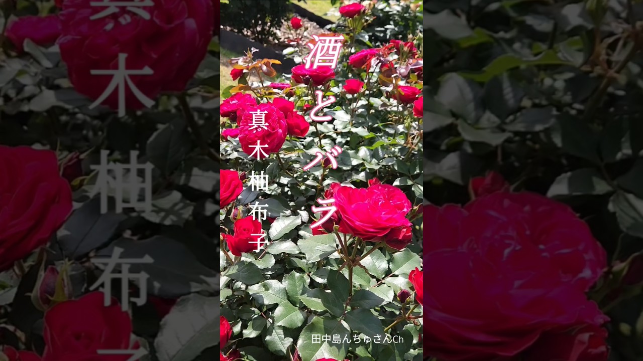 ♪︎酒とバラ,, 真木柚布子 #ショート