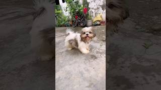 Pille Nahi Tabahi Hai 😂 #minivlog #shorts #dog #shihtzu