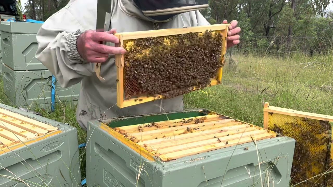 🐝 Sorting out a queenless hive before winter.  Mt. Coramba Apiculture.  ANZAC Day 2023.