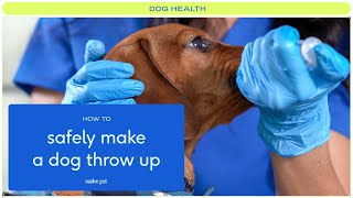 How to Safely Make a Dog Throw Up