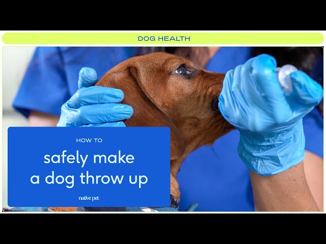 How To Safely Make A Dog Throw Up - Youtube