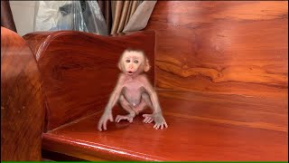 Download Lagu How Cute Baby Monkey look so funny! MP3 Download Lagu How Cute Baby Monkey look so funny! MP3