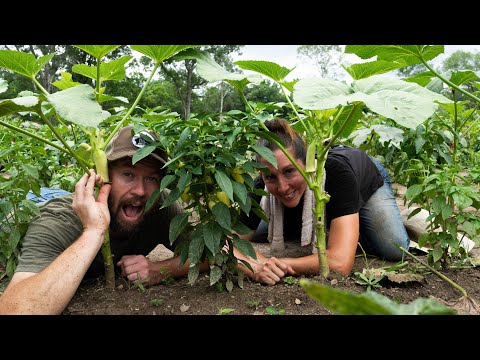 Wideo: Towarzysze dla Okry: Czym są rośliny, które rozwijają się z Okrą w ogrodzie