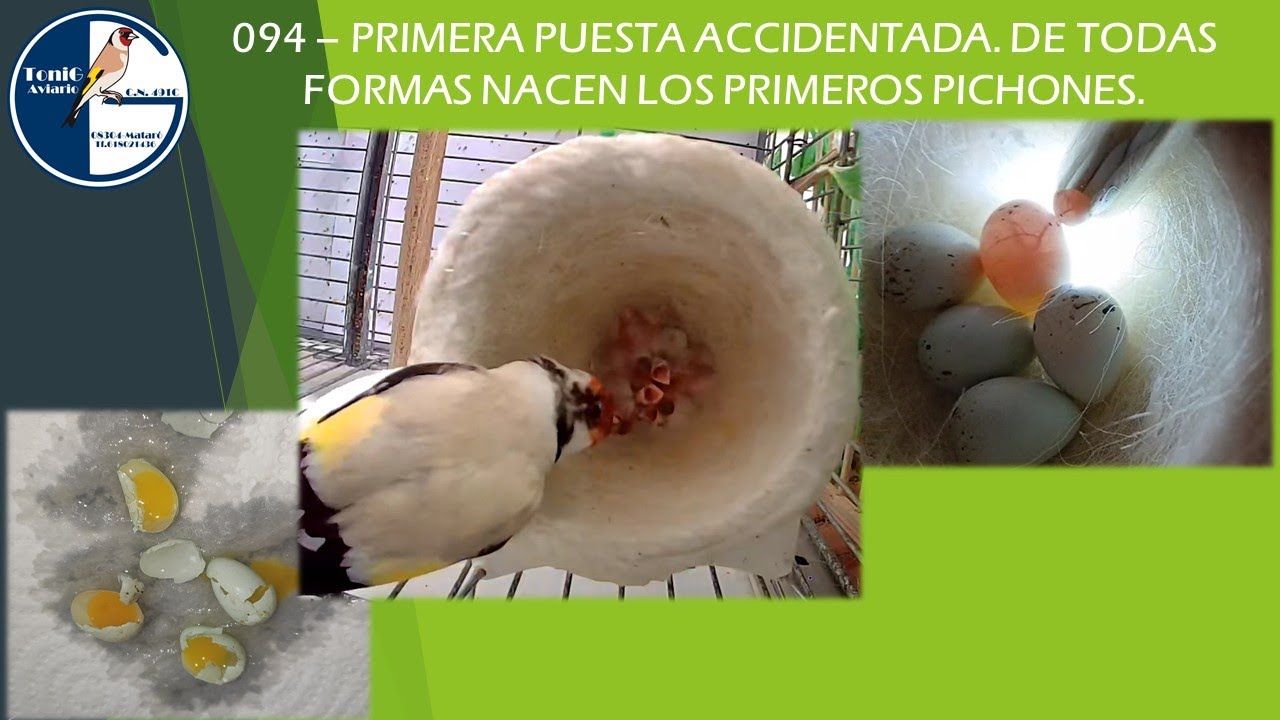 094 PRIMERA PUESTA ACCIDENTADA, DE TODAS FORMAS NACEN LOS PRIMEROS PICHONES