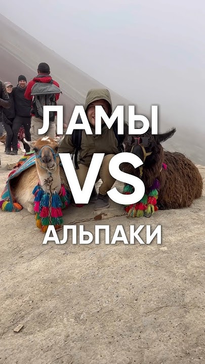 Кто такие мозоленогие? Путешествуем по Перу - YouTube