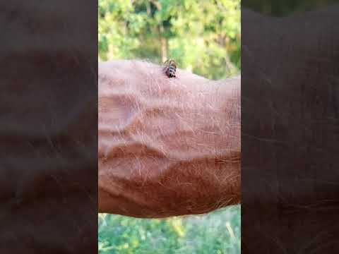 Видео: Больно ли укус пчелы?