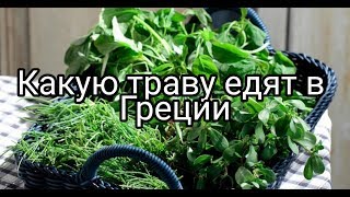 Греция, дикая съедобная трава вместо салата. Греция, дикая съедобная трава вместо салата.