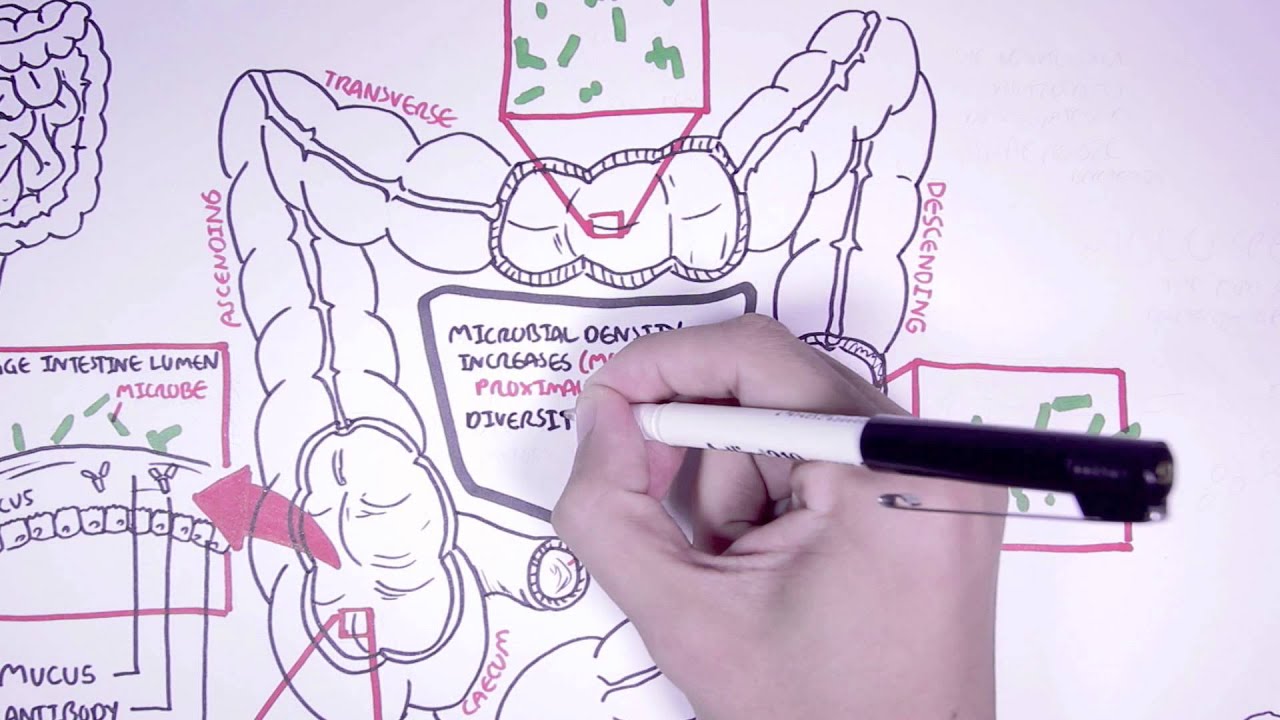 The Gut Microbiome - YouTube