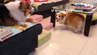 Video thumbnail of "Corgi dogs brother's fighting. Funny engry dogs from Rapid Liquid. Angry Bois."