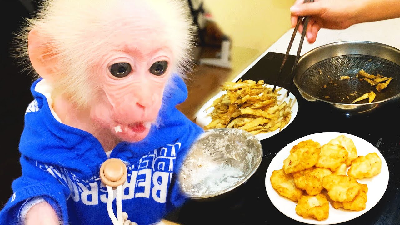 Bibi monkey obediently cooks dinner with Dad YouTube