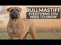 Bullmastiff 101 - Everything You Need To Know About Owning A Mastiff Puppy