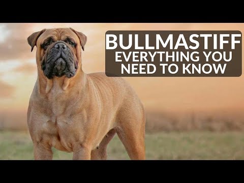 Bullmastiff 101 -