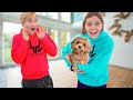 Surprising STEPHEN SHARER with NEW PUPPY!!! *Gone Wrong*