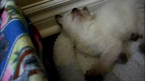 Watch the video about Siamese/Himalayan & Orange/White Kitten Playing