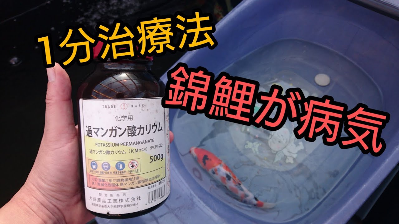 小さい錦鯉を治療します 新しい鯉すぐ合流方法 錦鯉病気 当歳 飼育 自宅池 大型水槽 アクアリウム ปลาคราฟ Sick Koi Japan Youtube