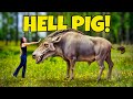We found a hell pig our rarest fossil find ever  florida entelodont daeodondinohyus