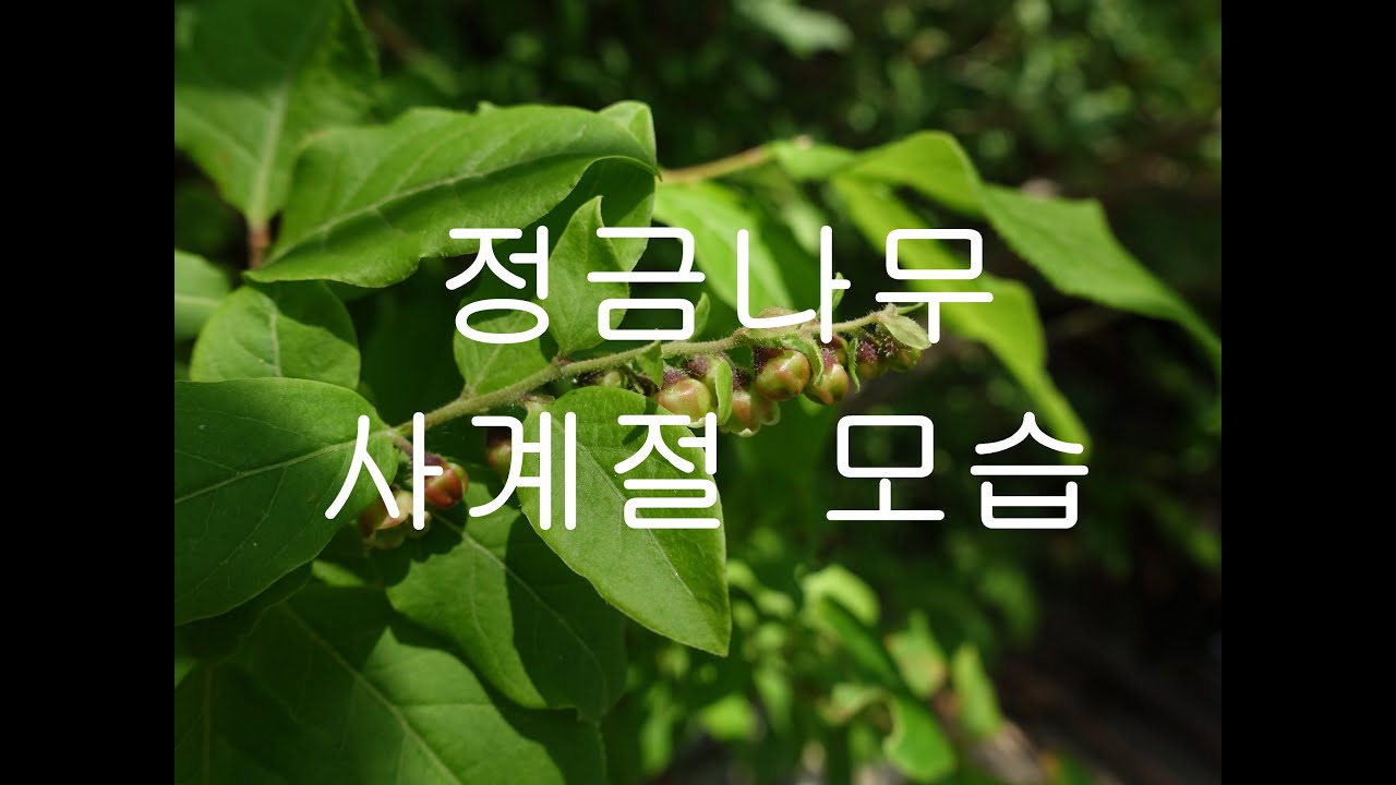 정금나무 - YouTube