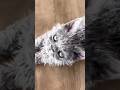 Are Curly Cats Real? #goodtoknow #vet #medicine #funfacts #lifehacks #educational #curlyhair #curls