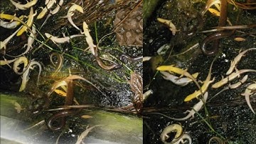 Cách cho rắn hổ hành con ăn,,bằng mồi rắn mối @PaulVuTV