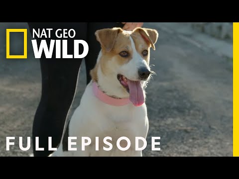 Video: Cesar Millan