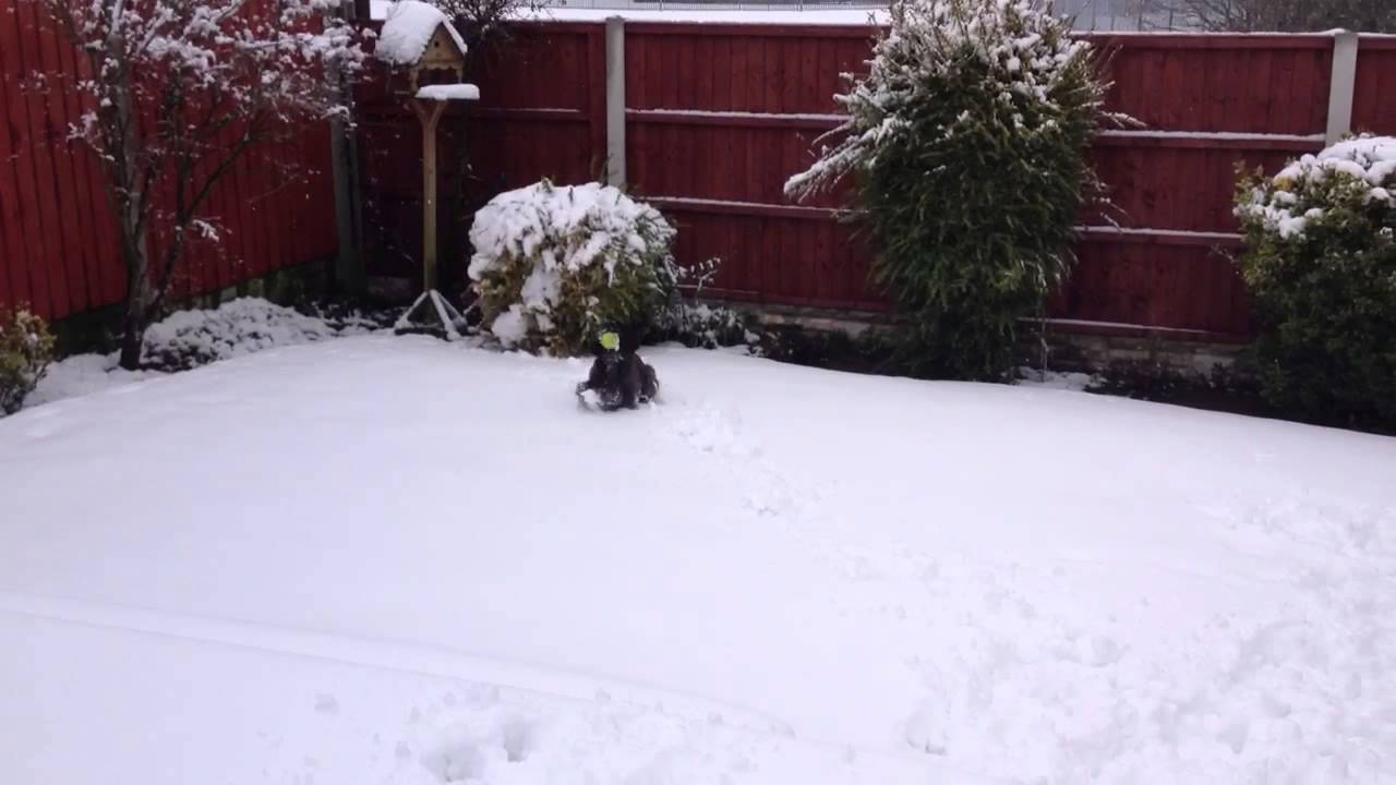 Barney in the snow xx