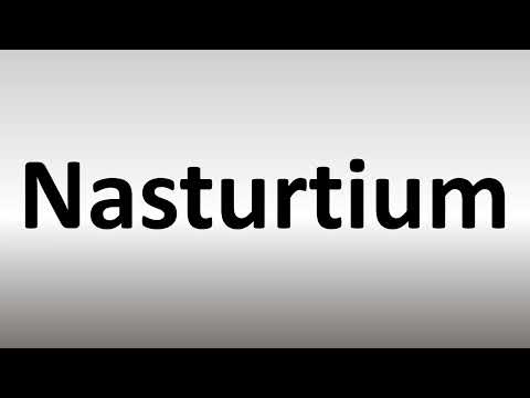 ቪዲዮ: Nasturtiums እንዴት እንደሚሰቅሉ - የናስታርትየም እፅዋትን የሚበቅል መያዣ