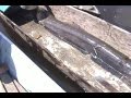 Copy of The biggest giant electric eel