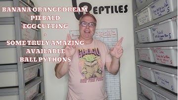 Banana Orange Dream Piebald Egg Cutting And Some Truly Amazing Available Ball Pythons