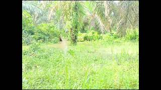 menjaring ikan di saat sungai banjir, banyak ikan nilem nya