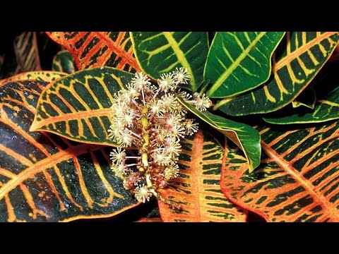 Ukrasne biljke- Kako se neguju kroton i maranta?