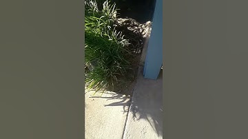 Gopher CO2 Video