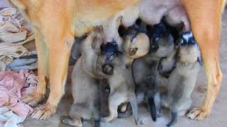 Omg Mom Viva Breastfeeding Many Milk They Are Drink Very Sweet Milk