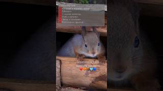 🥜🐿️ чем кормить белочек и что им нельзя давать 🐿️🥜 #белка #squirrel #природа #животные