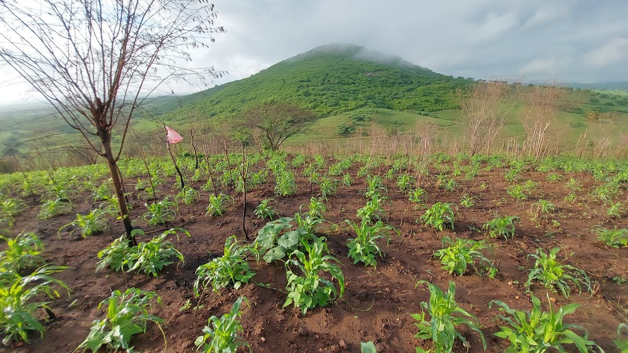 Lavoura amanheceu molhada da chuva da noite no agreste paraibano #vidanaroça 