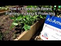 How to Plant Mid-Season Bush Beans in Containers & Earth Beds: Planting, Picking & Rabbit Protection