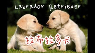 狗狗特辑 EP 6 拉布拉多犬 Labrador Retriever ｜【最容易饲养的狗狗】｜【最适合的导盲犬】｜【容易患上近亲繁殖的遗传病】｜【很会游泳的犬种】｜【贪吃狗】｜我爱拉拉