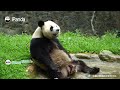 Best Of 2025: Pandas' Heartwarming Moments | iPanda